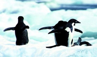 企鹅生活在南极还是北极 qi'd企鹅生活在南极还是北极