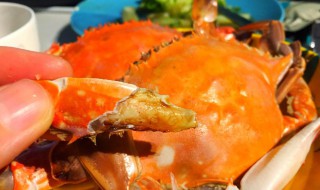 梭子蟹酱的做法和配方 梭子蟹酱的做法和配方窍门