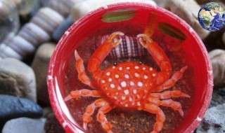 螃蟹和草莓可以一起吃吗 螃蟹和草莓可以一起吃吗宝宝
