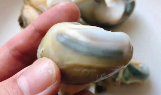 海螺内脏可以吃吗（海螺内脏可以吃吗图片）