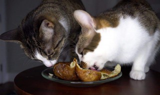 猫可以吃红薯吗（猫可以吃红薯吗蒸熟的）