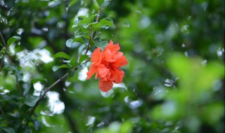 落花时节又逢君的上一句 落花时节又逢君的上一句是什么诗