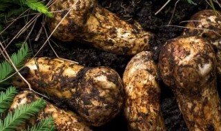 松茸的功效与禁忌 松茸的功效与作用及营养