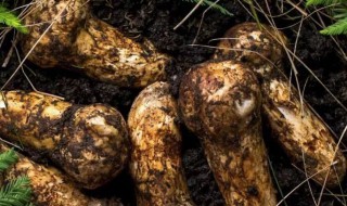 松茸相克的食物 松茸相克的食物是什么