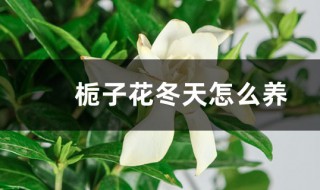 栀子花冬天怎么养 栀子花冬天怎么养才能安全过冬?