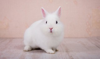 刚买的小兔子怎么养 刚买的小兔子怎么养好