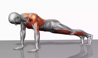 俯卧撑锻炼哪里的肌肉 高位俯卧撑锻炼哪里的肌肉
