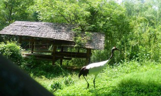 安吉百草园景点介绍（安吉百草园景点介绍视频）