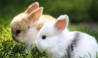 小兔子的资料（小兔子的资料和特点）