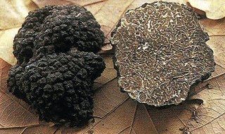 松露是什么 松露是什么东西