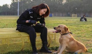 警花与警犬演员表介绍（警花与警犬演员表介绍林娇娇）