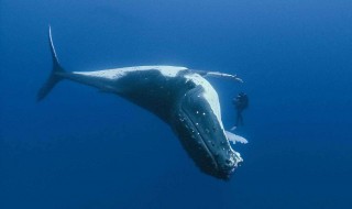 世界上最孤独的鲸鱼（世界上最孤独的鲸鱼52赫兹）