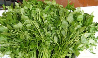 野芹菜的功效与作用（水芹菜的功效与作用）
