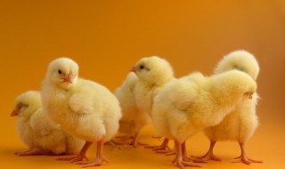 雏鸡的饲养管理技术（雏鸡的饲养管理技术的调研内容）