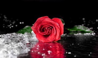 红玫瑰与白玫瑰的含义 红玫瑰与白玫瑰的含义 张爱玲