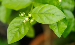 茉莉花怎么养才长得好 茉莉花怎么养才长得好喜光吗