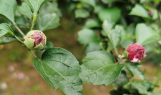 蜡梅花养殖方法 蜡梅花养殖方法和注意事项的种植方法