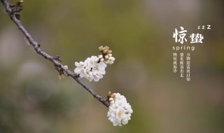 惊蛰的风俗（惊蛰的风俗及饮食）