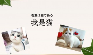 我是猫故事梗概（我是猫故事梗概600字）