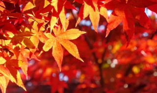 描写秋天的词语诗句有哪些 描写秋天的词语的诗句
