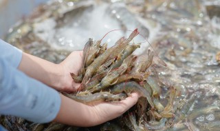 河虾炒韭菜怎么做（河虾炒韭菜怎么做好吃）