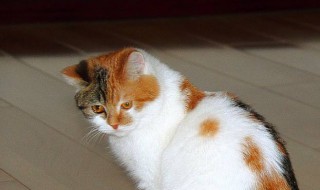 猫咪睡觉时为什么把身体卷成团（猫咪睡觉时为什么把身体卷成团呢）