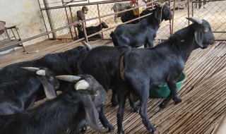 黑山羊养殖技术（黑山羊养殖技术大全）