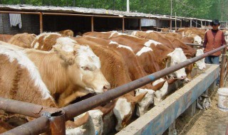 肉牛养殖利润分析 关于肉牛养殖利润