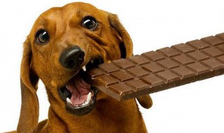 狗吃了巧克力怎么补救 狗吃了巧克力怎么补救呢