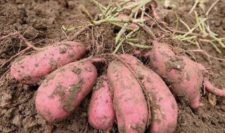 红薯种植 红薯种植方法