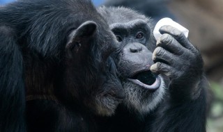 大猩猩寿命 大猩猩寿命和人类的区别