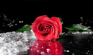 520送女朋友红玫瑰还是蓝色妖姬 520送女朋友红玫瑰还是粉玫瑰