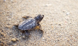 怎么养龟才能养得好 怎么养龟才能养得好,巴西龟的寿命最长多少年