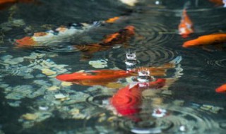 火龙鱼怎么养（火龙鱼怎么养好看）