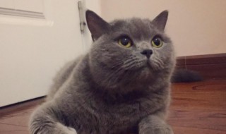 英短蓝猫怎么养（英短蓝猫怎么养好看）