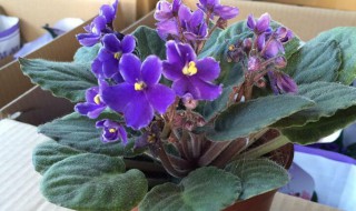 紫罗兰花怎么养 紫罗兰花怎么养家庭养法水培