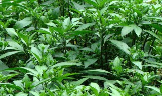 大青叶与板蓝根的功效异同（大青叶与板蓝根具有何种主要药理作用）