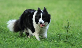 怎样训练边境牧羊犬（怎样训练边境牧羊犬在一个地方大小便?）