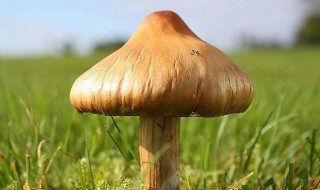 蘑菇是什么 蘑菇是什么季节的