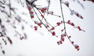 描写雪的诗词 描写雪的诗句 古诗(写雪的美