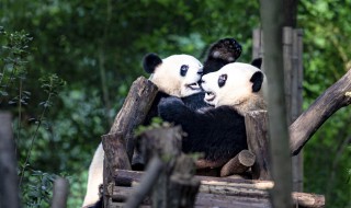 为什么大熊猫不是熊猫（为什么大熊猫不是猫而是熊）