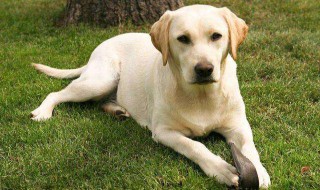 养拉布拉多的基本常识（养拉布拉多攻略）