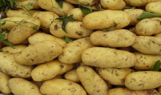 吃土豆会胖吗 长期吃土豆会胖吗