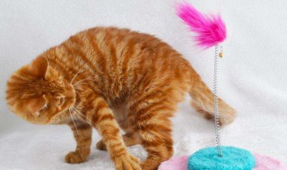 小猫的玩具怎么选 小猫的玩具怎么选