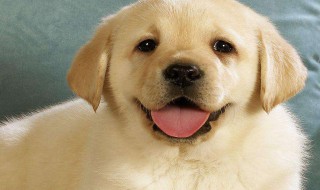 狗可以吃桃子吗 狗可以吃桃子吗油桃