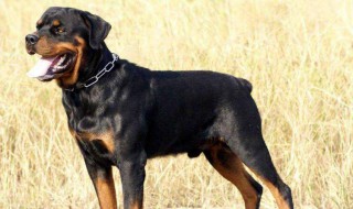 养罗威纳犬的七大禁忌 罗威纳为什么不建议养