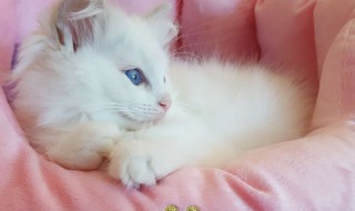 猫为什么要绝育（流浪猫为什么要绝育）