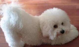 比熊怎么养 比熊怎么养没有泪痕