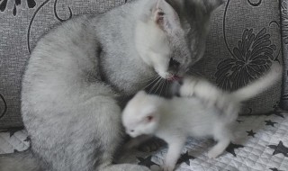 没断奶的小猫怎么养活 没断奶的小猫该怎么养