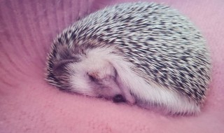 刺猬怎么养让他不臭（刺猬怎么能养活）